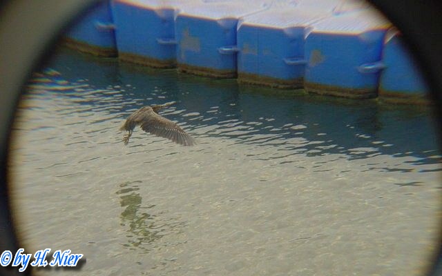 <a href='picture.php?/6207/category/2163'>Butorides striatus - 1. Fund </a> Butorides striatus - 1. Fund