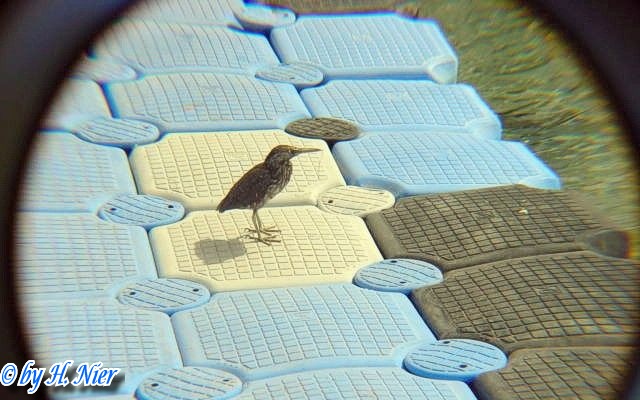 <a href='picture.php?/6208/category/2163'>Butorides striatus - 1. Fund </a> Butorides striatus - 1. Fund