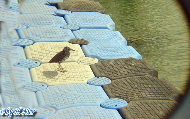 <a href='picture.php?/6209/category/2163'>Butorides striatus - 1. Fund </a> Butorides striatus - 1. Fund