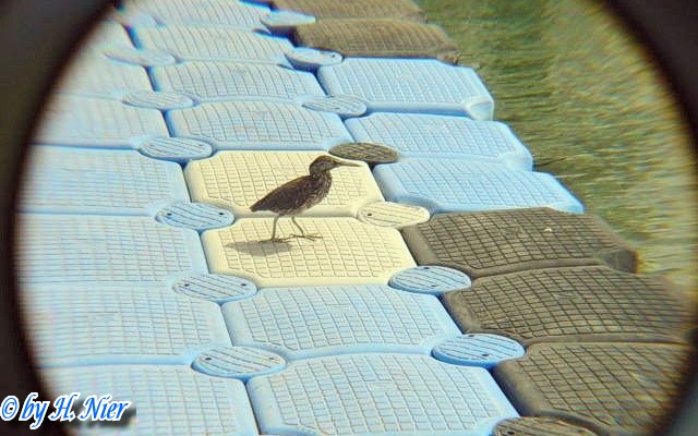 <a href='picture.php?/6210/category/2163'>Butorides striatus - 1. Fund </a> Butorides striatus - 1. Fund