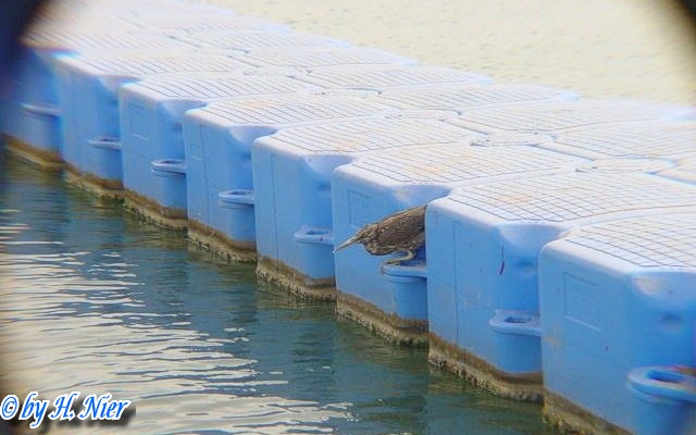 Butorides striatus -  1. Fund 