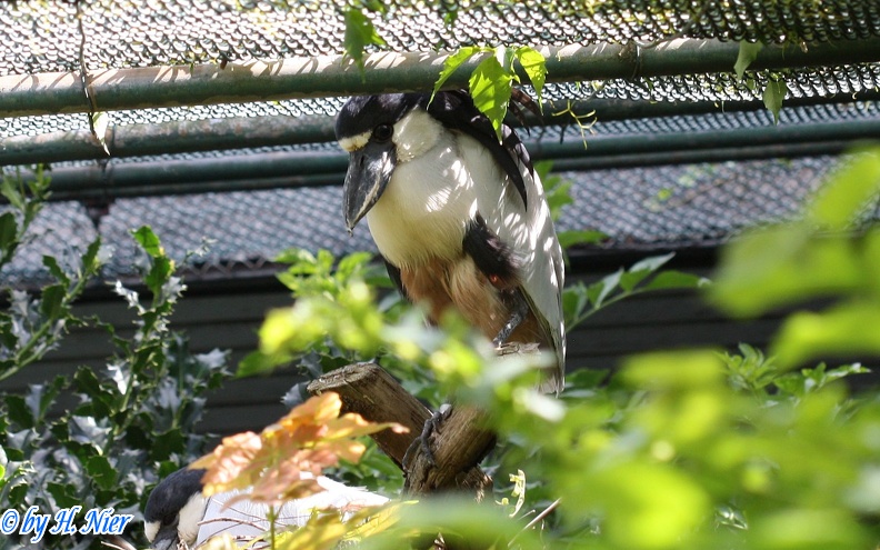 <a href='picture.php?/12228/category/4223'>Cochlearius cochlearius - 1. Fund</a> Cochlearius cochlearius - 1. Fund