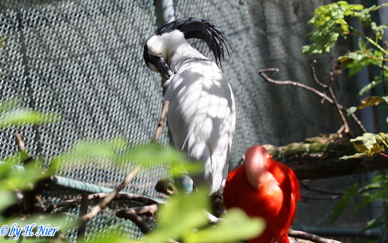 <a href='picture.php?/12229/category/4223'>Cochlearius cochlearius - 1. Fund</a> Cochlearius cochlearius - 1. Fund