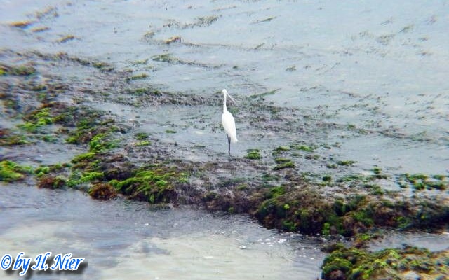 <a href='picture.php?/6042/category/2072'>Egretta garzetta garzetta - 1. Fund</a> Egretta garzetta garzetta - 1. Fund