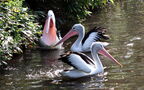 Familie Pelecanidae (Linnæus, 1758)