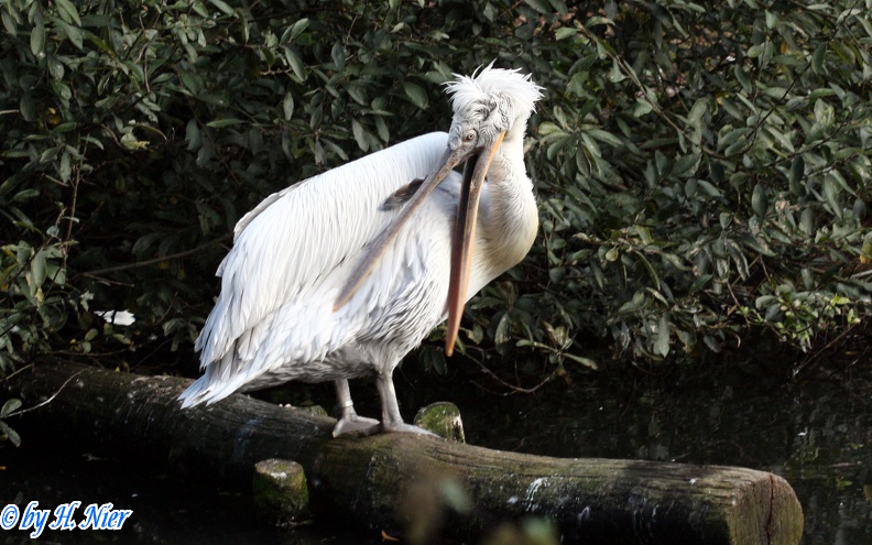 <a href='picture.php?/14622/category/5356'>Pelecanus crispus - 2. Fund</a> Pelecanus crispus - 2. Fund