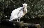 Pelecanus crispus - 2. Fund - Gefunden in Deutschland (Niedersachsen)Im „Weltvogelpark Walsrode“ bei Walsrode. Pelecanus crispus - 2. Fund