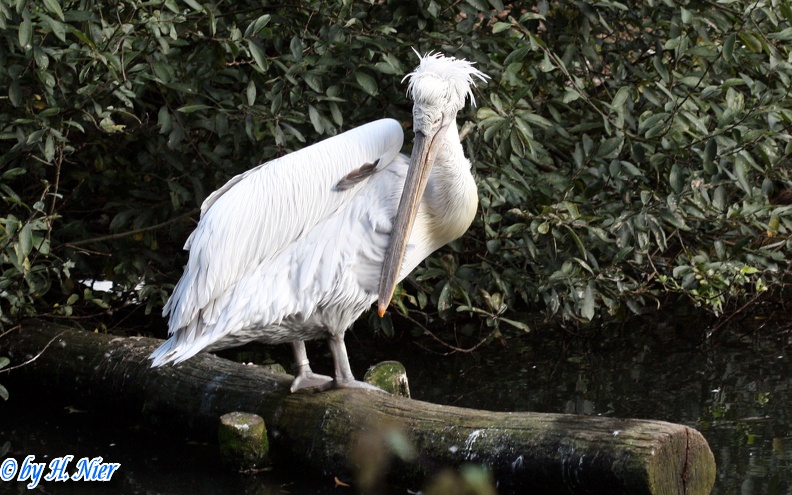 <a href='picture.php?/14623/category/5356'>Pelecanus crispus - 2. Fund</a> Pelecanus crispus - 2. Fund