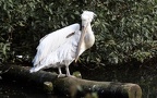 Pelecanus crispus - 2. Fund - Gefunden in Deutschland (Niedersachsen)Im „Weltvogelpark Walsrode“ bei Walsrode. Pelecanus crispus - 2. Fund