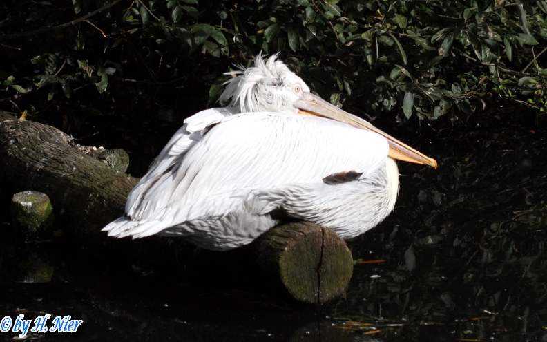 <a href='picture.php?/14625/category/5356'>Pelecanus crispus - 2. Fund</a> Pelecanus crispus - 2. Fund