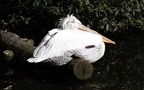 Pelecanus crispus - 2. Fund - Gefunden in Deutschland (Niedersachsen)Im "Weltvogelpark Walsrode" bei Walsrode. Pelecanus crispus - 2. Fund
