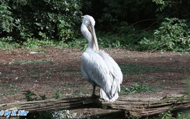 <a href='picture.php?/14626/category/5356'>Pelecanus crispus - 2. Fund</a> Pelecanus crispus - 2. Fund