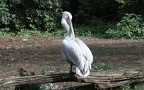Pelecanus crispus - 2. Fund - Gefunden in Deutschland (Niedersachsen)Im "Weltvogelpark Walsrode" bei Walsrode. Pelecanus crispus - 2. Fund