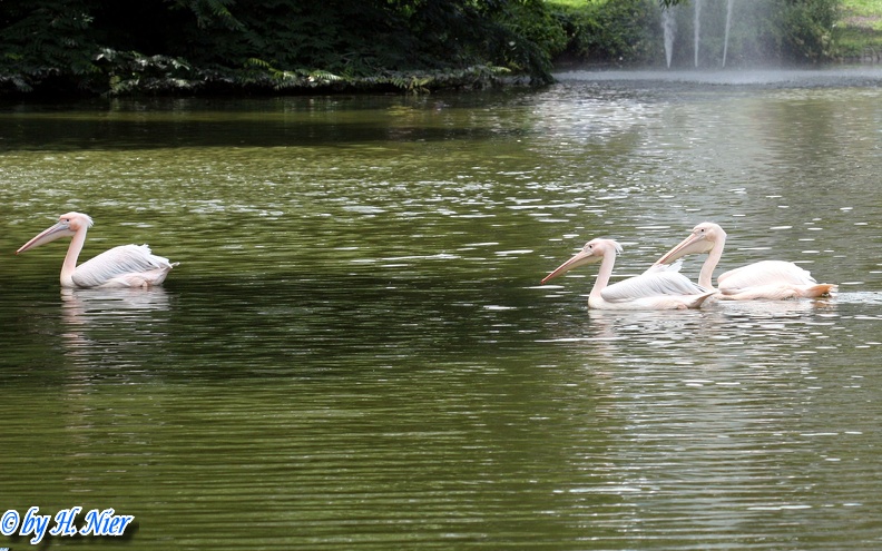 Pelecanus onocrotalus -  1. Fund