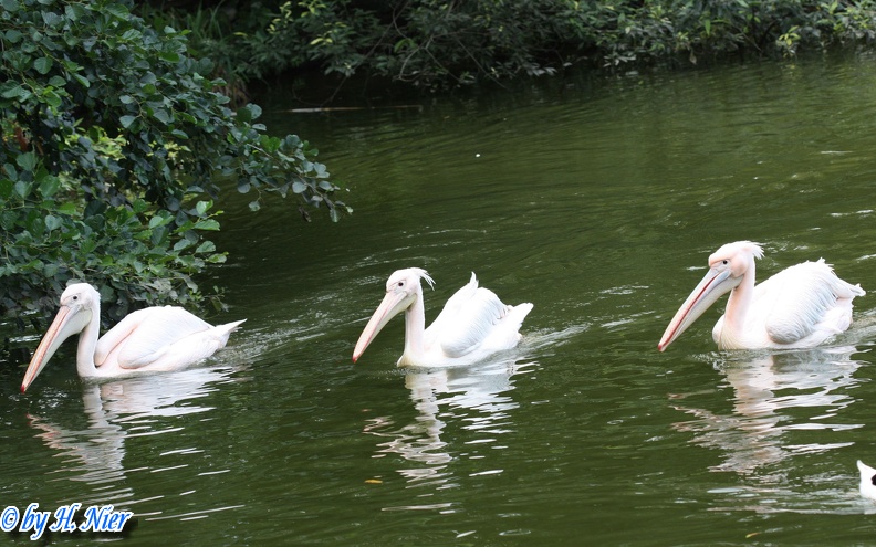 Pelecanus onocrotalus -  1. Fund