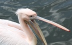 Pelecanus onocrotalus -  1. Fund