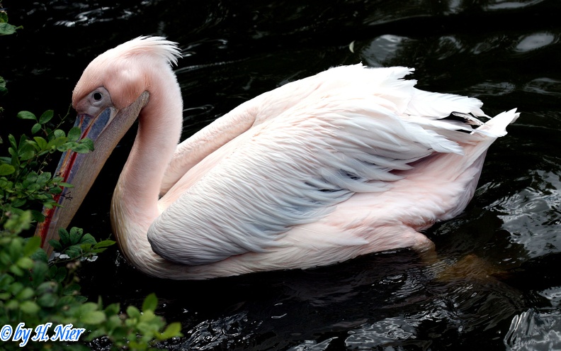 Pelecanus onocrotalus -  1. Fund