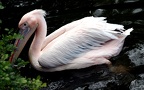 Pelecanus onocrotalus -  1. Fund