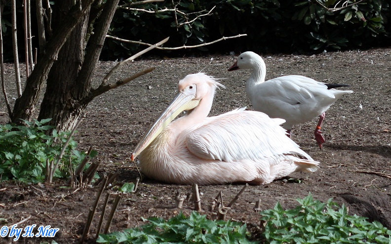 Pelecanus onocrotalus -  2. Fund