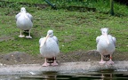 Pelecanus rufescens - 1. Fund - Gefunden in Deutschland (Rheinland-Pfalz)Im „Zoo Neuwied“. Pelecanus rufescens - 1. Fund