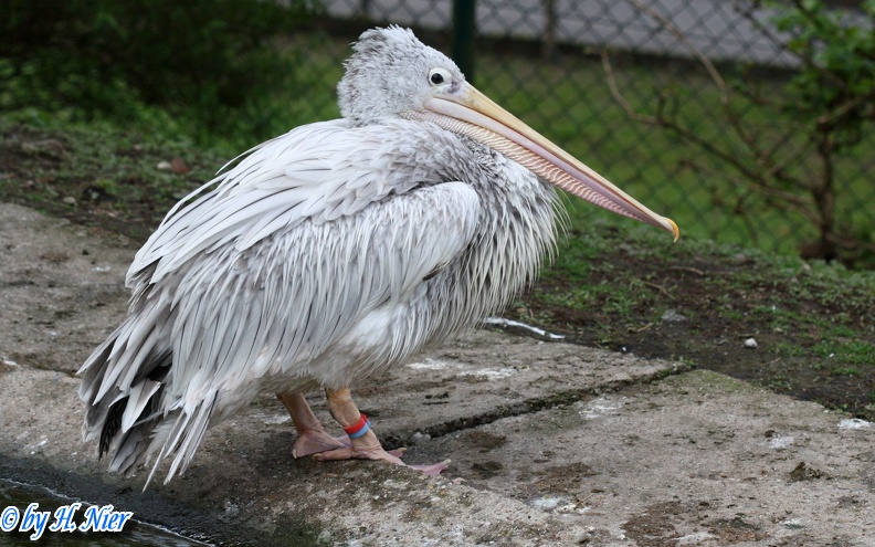 Pelecanus rufescens -  1. Fund