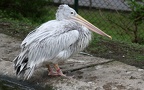 Pelecanus rufescens - 1. Fund - Gefunden in Deutschland (Rheinland-Pfalz)Im „Zoo Neuwied“. Pelecanus rufescens - 1. Fund