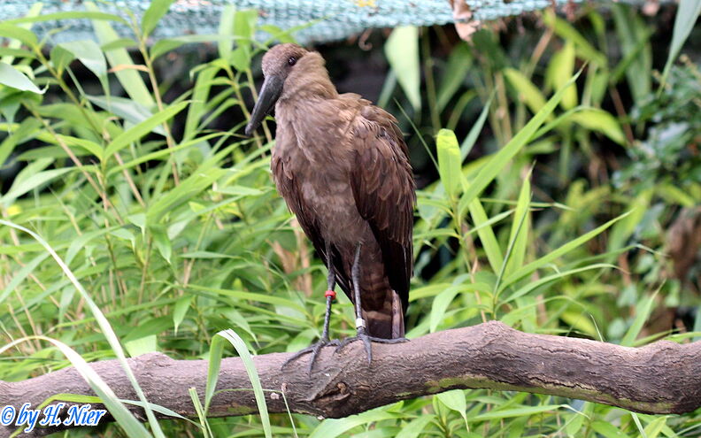 Scopus umbretta -  1. Fund