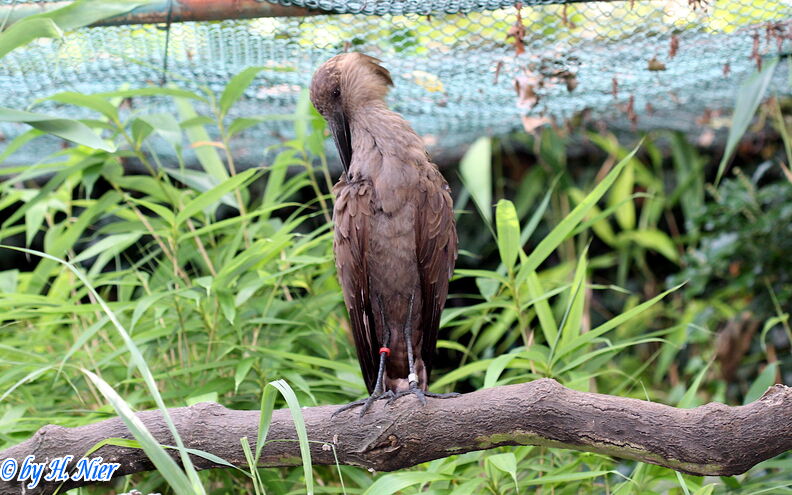 Scopus umbretta -  1. Fund