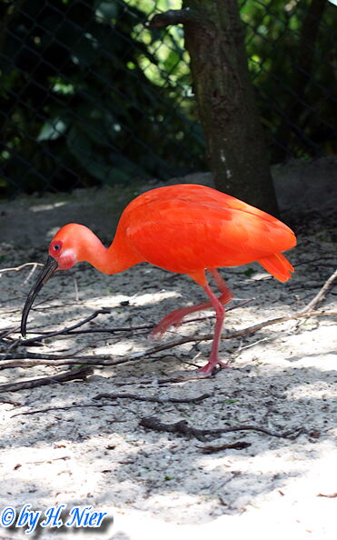 Eudocimus ruber -  4. Fund