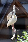 Platalea alba (Scopoli, 1786)