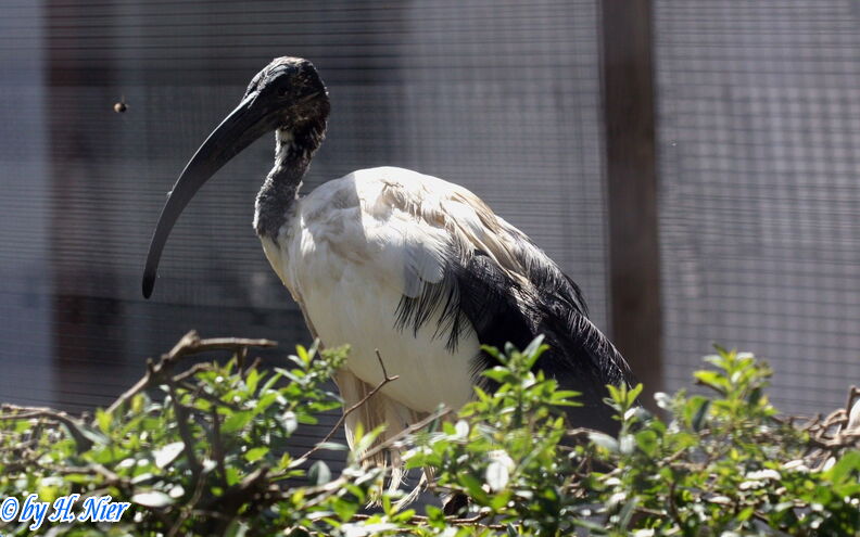 Threskiornis aethiopicus -  1. Fund