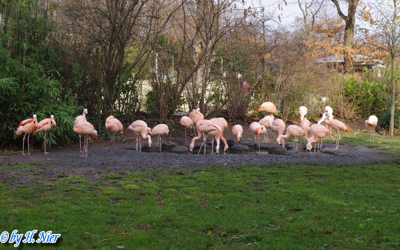 Phoenicopterus chilensis -  1. Fund