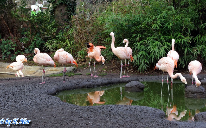Phoenicopterus chilensis -  1. Fund