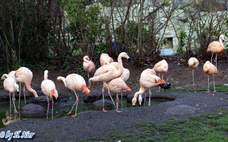 Phoenicopterus chilensis -  1. Fund