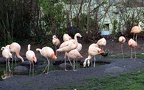 Phoenicopterus chilensis -  1. Fund