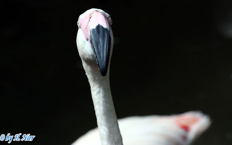 Phoenicopterus roseus -  1. Fund