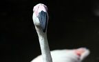 Phoenicopterus roseus -  1. Fund