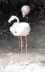 Phoenicopterus roseus -  1. Fund