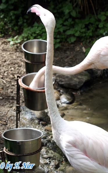 Phoenicopterus roseus -  1. Fund