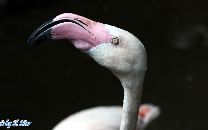 Phoenicopterus roseus -  1. Fund