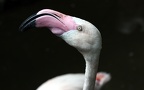 Phoenicopterus roseus -  1. Fund