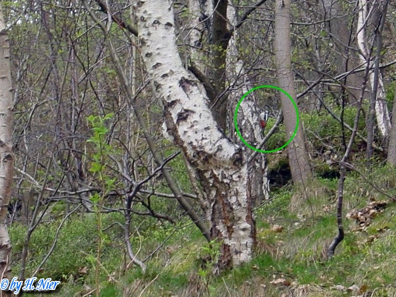 <a href='picture.php?/3939/category/1358'>Dendrocopos major - 4. Fund (Weibchen)</a> Dendrocopos major - 4. Fund (Weibchen)