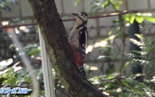 <a href='picture.php?/3944/category/1358'>Dendrocopos major - 8. Fund</a> Dendrocopos major - 8. Fund