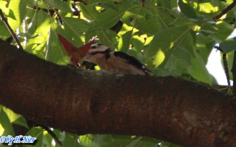 Dendrocopos major -  8. Fund