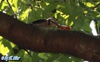 Dendrocopos major -  8. Fund