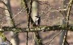 Dendrocopos major -  9. Fund (Männchen)
