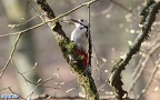 Dendrocopos major -  9. Fund (Männchen)