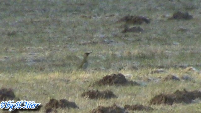 Picus viridis -  3. Fund