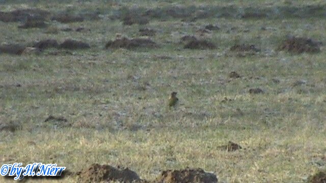 Picus viridis -  3. Fund