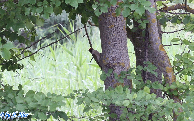 Picus viridis -  4. Fund